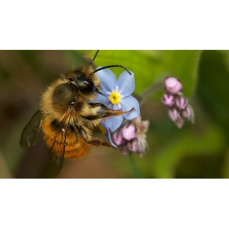 Mon jardin aux mille abeilles - Photo 6 ©Droits réservés