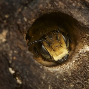 Mon jardin aux mille abeilles - Photo 1 ©Droits réservés